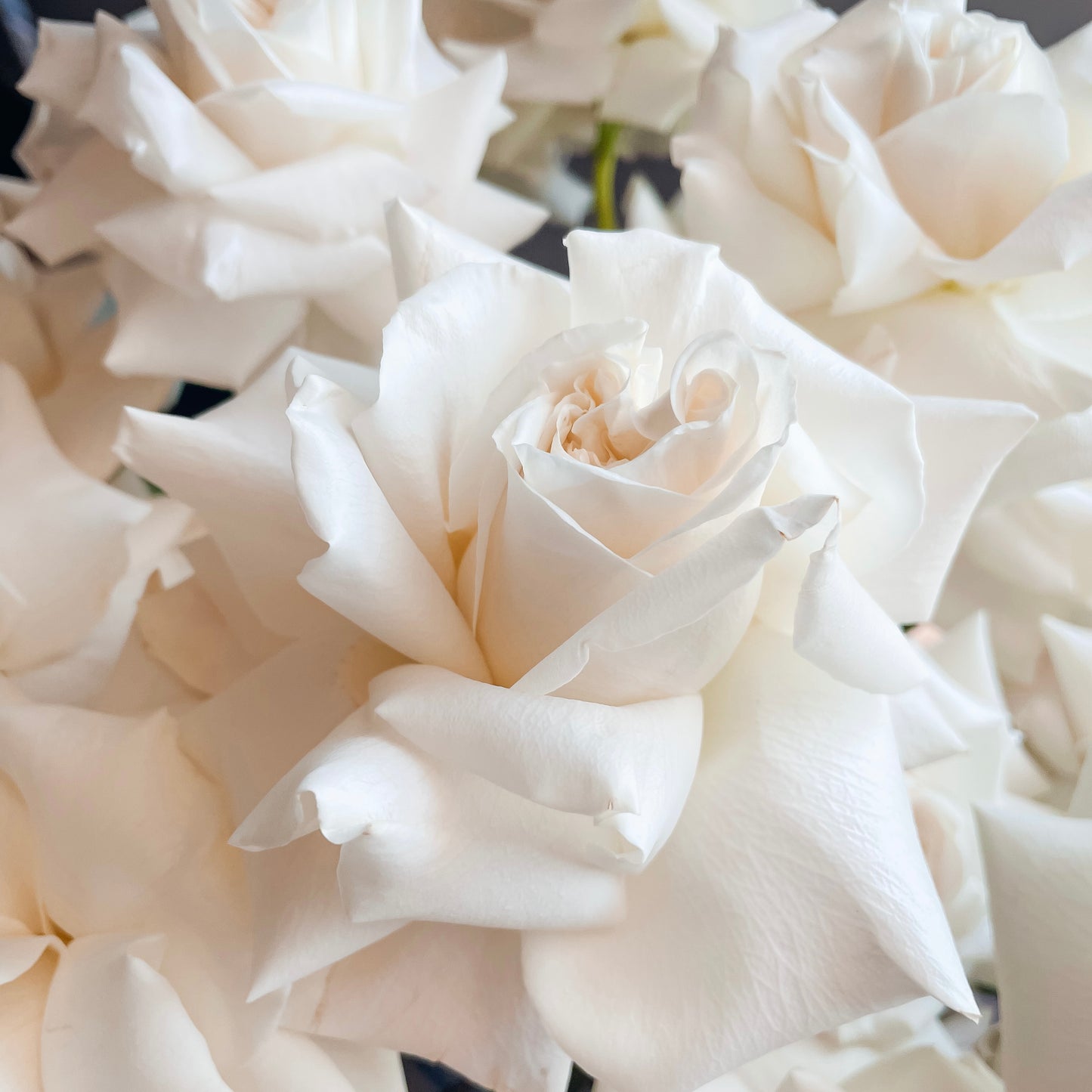 HEARTFELT KISSES • Chic White Luxury Bouquet